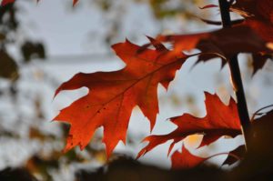 Czerwone liście dębu na tle nieba oraz innych, rozmazanych liści